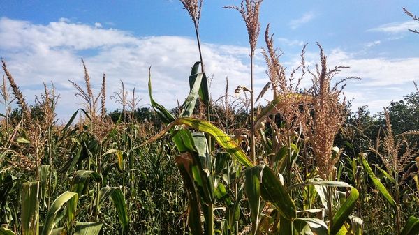 поле кукуруза аграрии поле кукуруза аграрии