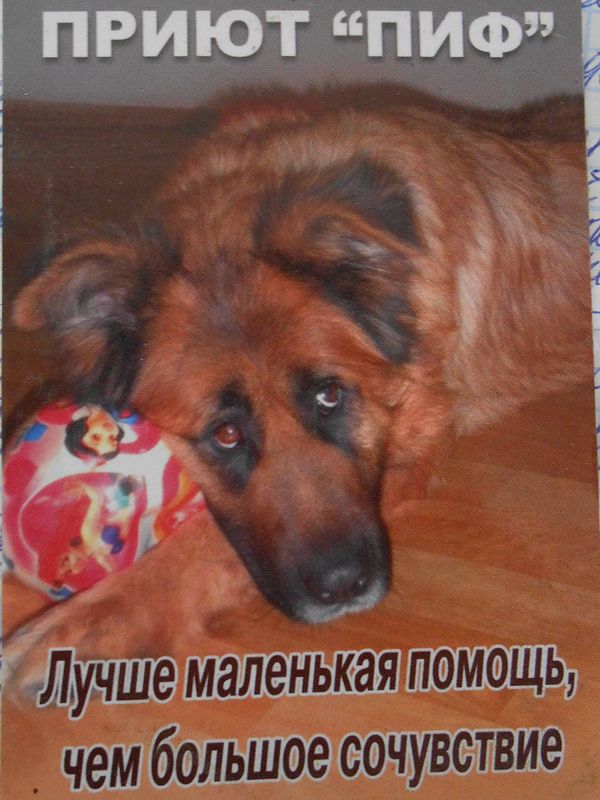 приют для бездомных собак и кошек в Донбассе
