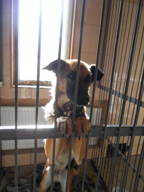 приют для бездомных собак и кошек в Донбассе