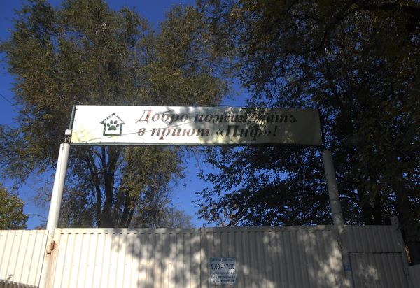 приют для бездомных собак и кошек в Донбассе