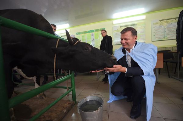 Олег Ляшко коровы