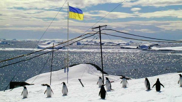 Антарктида украина флаг пингвины Антарктида украина флаг пингвины