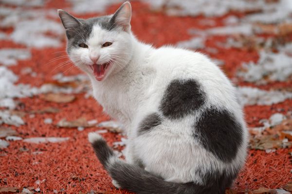 Зима в Анкаре