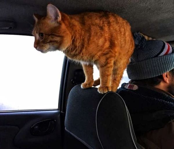 Кот Кот