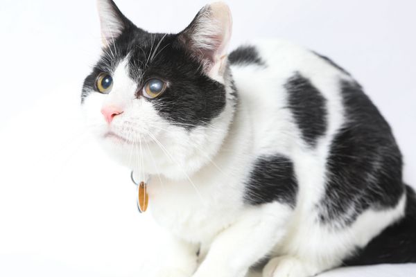 Кошка кот Кошка кот