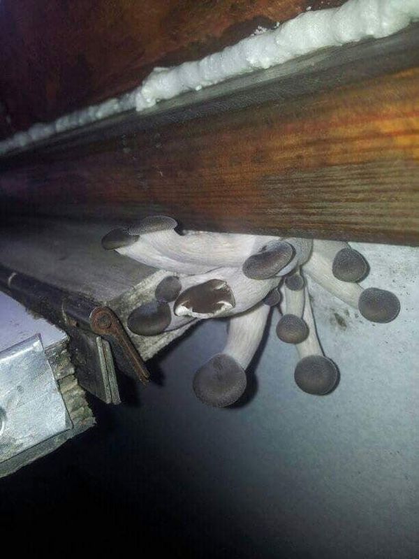Грибы в поезде