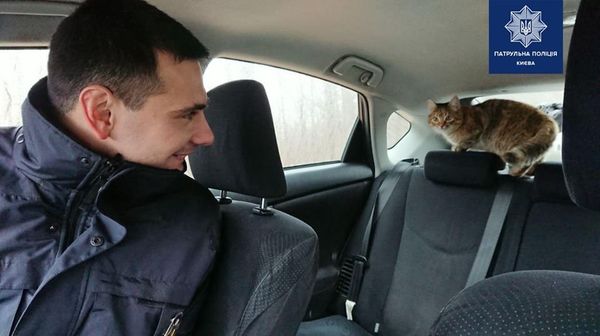 Кот кошка полиция патрульные авто