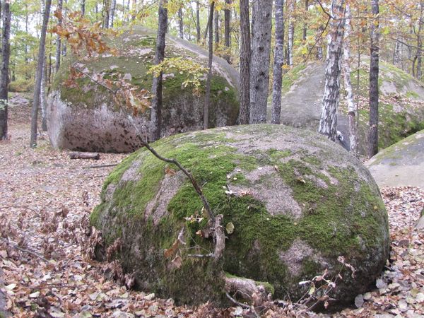 Полесье камни мох осень листья лес Полесье камни мох осень листья лес