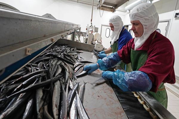 Рыбоперерабатывающий комплекс Корат в Калининградской области