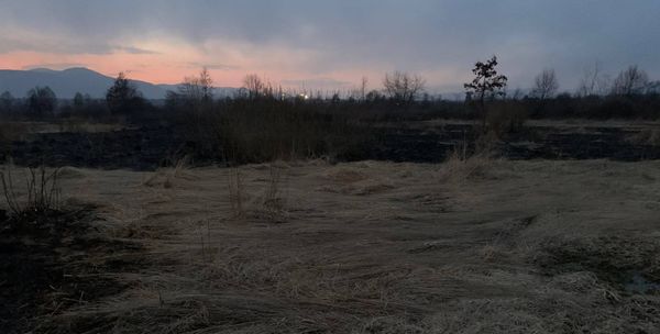 На Закарпатье горела Долина нарциссов На Закарпатье горела Долина нарциссов