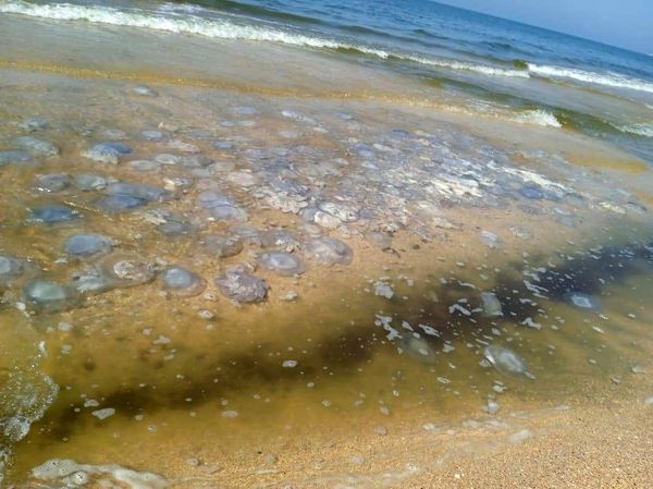 Нашествие гигантских медуз на пляжах Азовского моря