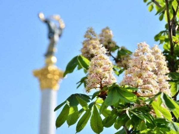 Каштаны Каштаны