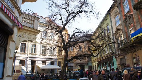 Проезд Кривая Липа Львов