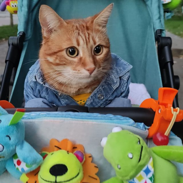 кот Микки