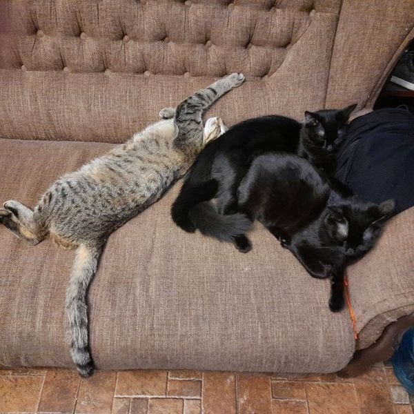 коты Быстрякова коты Быстрякова