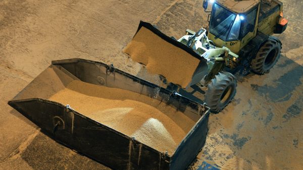 Экспорт российской кукурузы из России в Японию