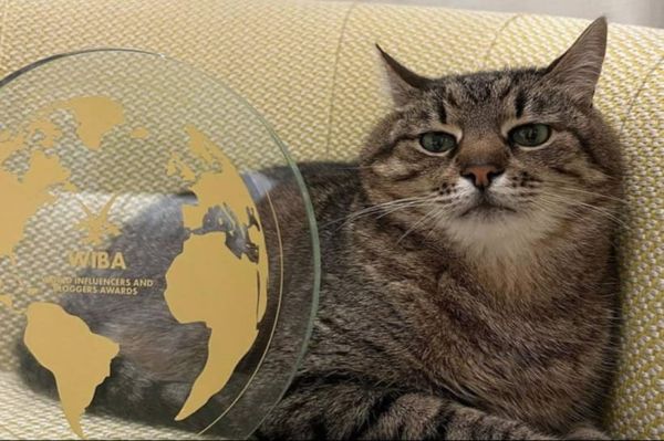 Кот Степан из Харькова получил международную премию World Influencers and Bloggers Awards